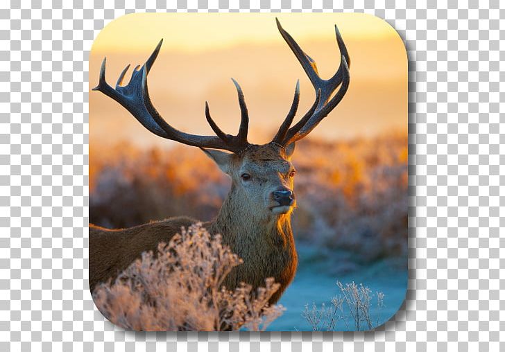 Red Deer Desktop PNG, Clipart, 1080p, Animals, Antler, Art, Deer Free PNG Download