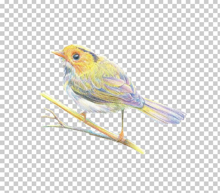 Sparrow Bird European Robin Finch PNG, Clipart, Animal, Animals, Beak, Bird, Branches Free PNG Download