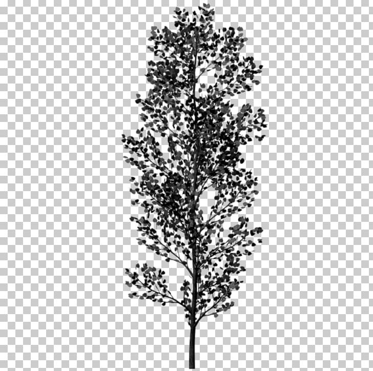 Twig Black And White Tree PNG, Clipart, Agac, Agac Resimleri, Black, Black And White, Branch Free PNG Download