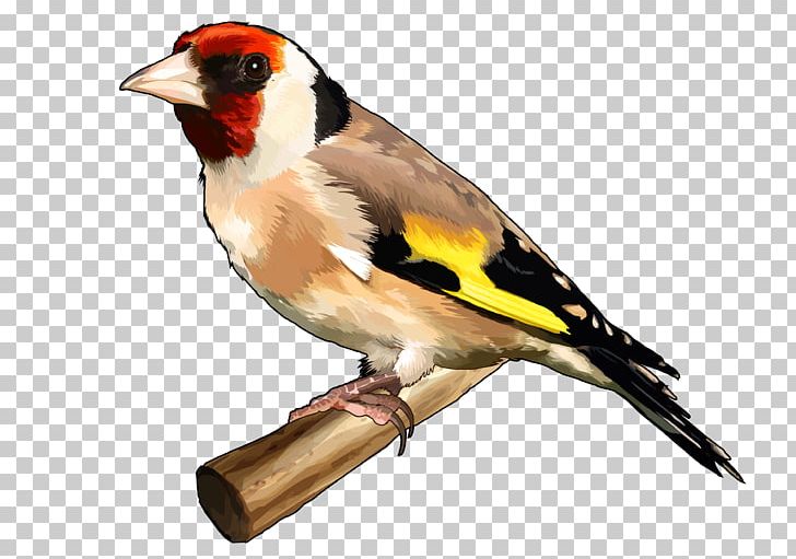 Bird The Goldfinch European Goldfinch Finches Drawing PNG, Clipart, Animals, Beak, Bird, Blue, Drawing Free PNG Download