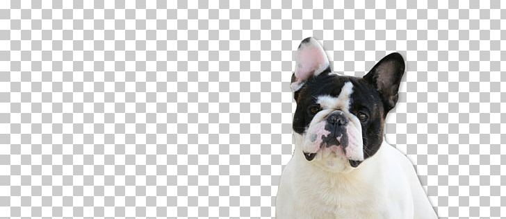 Boston Terrier French Bulldog Dog Breed Cat PNG, Clipart, Animal, Boston Terrier, Breed, Bulldog, Carnivoran Free PNG Download
