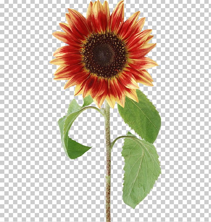 Flower Bouquet PNG, Clipart, Annual Plant, Daisy Family, Flower, Flowers, Leaves Free PNG Download