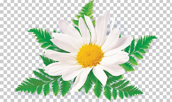 Portable Network Graphics Chamomile Open PNG, Clipart, Annual Plant, Aster, Chamaemelum Nobile, Chamomile, Chrysanths Free PNG Download