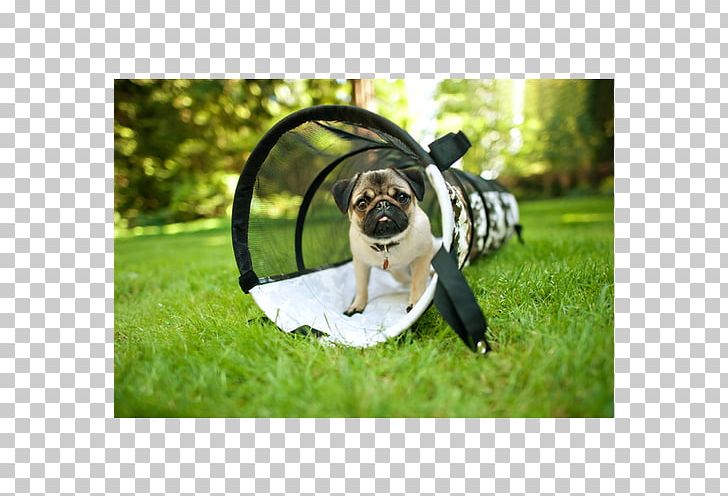 Puppy Dog Toys Pug Cat Pet PNG, Clipart, Animal, Animal Roleplay, Animals, Carnivoran, Cat Free PNG Download