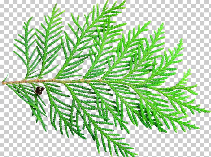 Spruce Twig Arborvitae PNG, Clipart, Arborvitae, Branch, Conifer, Dots Per Inch, Evergreen Free PNG Download