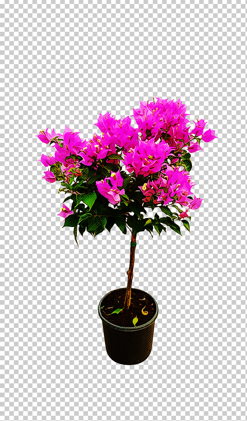 Flower Plant Flowerpot Bougainvillea Shrub PNG, Clipart, Azalea, Bougainvillea, Flower, Flowerpot, Pink Free PNG Download