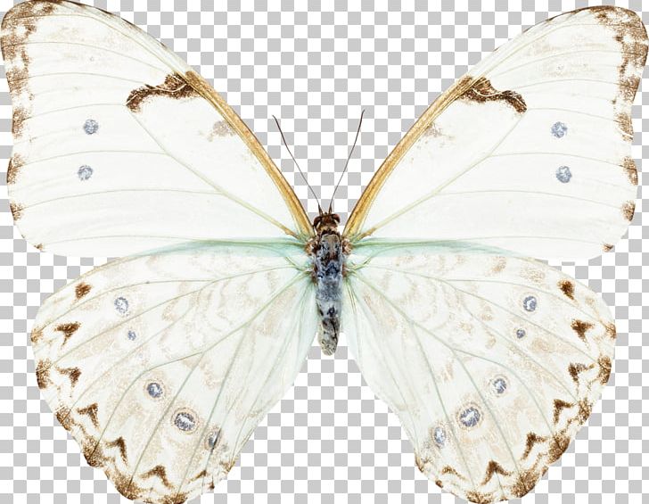 Butterfly Sorority Of Hope: Women United By Possibility Insect Moth Light PNG, Clipart, Arthropod, Bombycidae, Brush Footed Butterfly, Butterflies And Moths, Butterfly Free PNG Download
