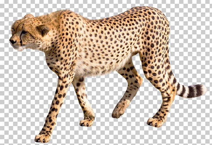 Cheetah Leopard PNG, Clipart, Animal, Animals, Asiatic Cheetah, Big Cats, Carnivoran Free PNG Download
