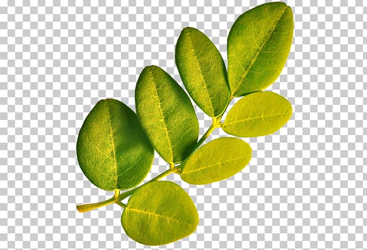 Drumstick Tree Leaf Plant Vitamin A PNG, Clipart, Article, Drumstick Tree, Food, Fruit, Leaf Free PNG Download