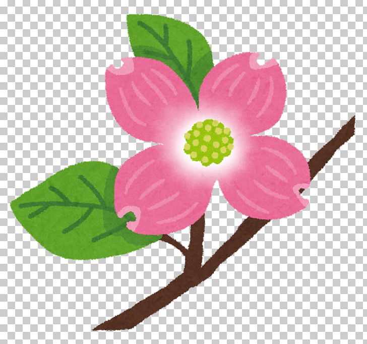 Flowering Dogwood Cultural Festival Hanamizuki PNG, Clipart, Cultural Festival, Festival, Flower, Flowering Dogwood, Flowering Plant Free PNG Download