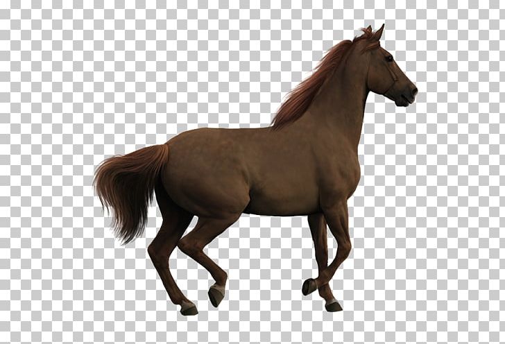 Howrse Horses PNG, Clipart, Animal, Animals, Brown, Brown Horse, Colt Free PNG Download