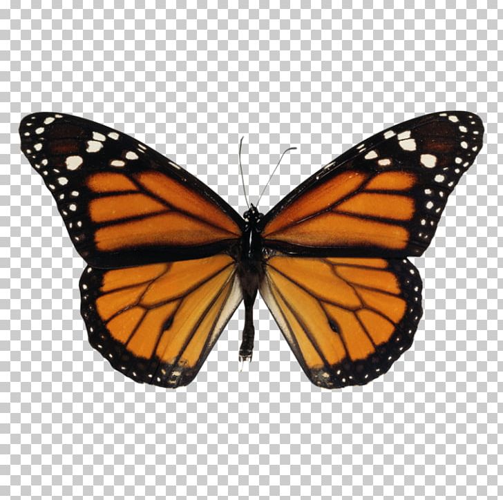 Monarch Butterfly Biosphere Reserve Monarch Butterfly Sanctuary PNG, Clipart, Arthropod, Brush Footed Butterfly, Butterfly, Insect, Insects Free PNG Download