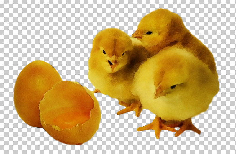 Yellow Bird Chicken Water Bird Duck PNG, Clipart, Bird, Chicken, Duck, Ducks Geese And Swans, Livestock Free PNG Download