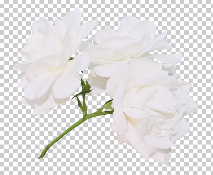 Garden Roses Cabbage Rose Floribunda Cut Flowers PNG, Clipart, Animaatio, Artificial Flower, Cut Flowers, Floral Design, Floribunda Free PNG Download