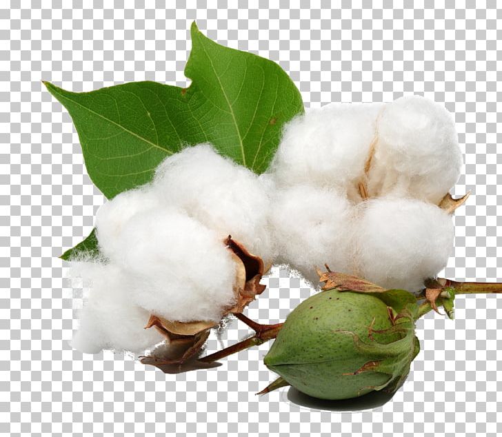Organic Cotton Cottonseed Oil PNG, Clipart, Branch, Castor Oil, Cotton, Cotton Plant, Cottonseed Free PNG Download