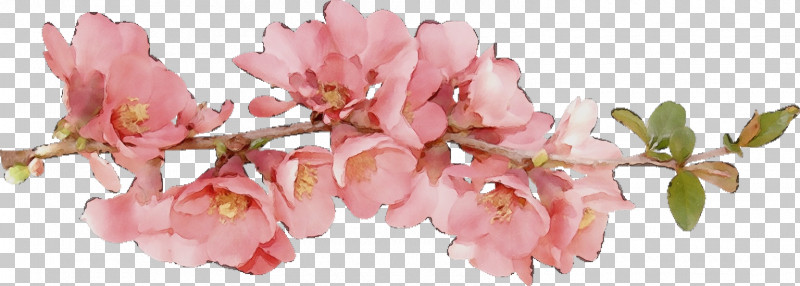Cherry Blossom PNG, Clipart, Blossom, Cherry Blossom, Cut Flowers, Flower, Paint Free PNG Download