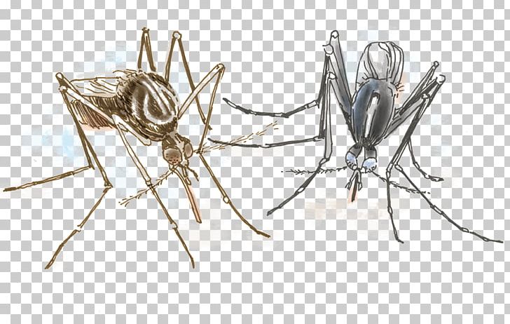 Aedes Albopictus Yellow Fever Mosquito Insect Invertebrate Dengue PNG, Clipart, Aedes, Aedes Albopictus, Arthropod, Artwork, Dengue Free PNG Download