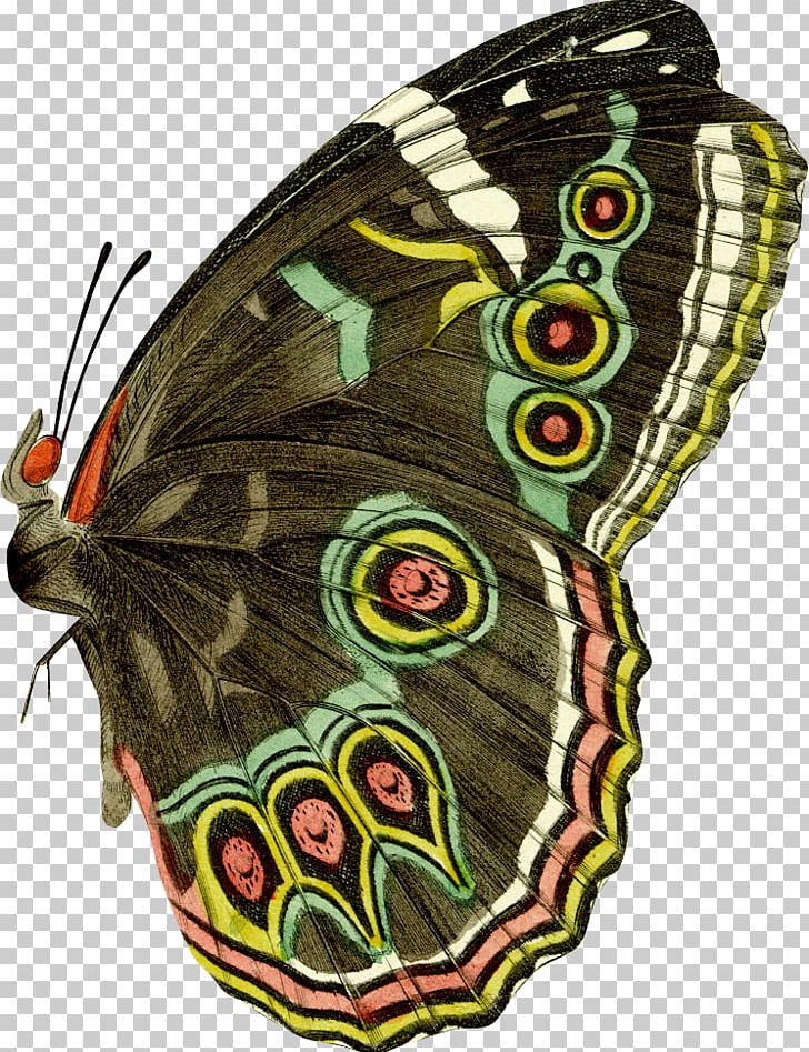 Butterfly Drawing Vintage Clothing PNG, Clipart, Antenna, Art, Arthropod, Blue Butterfly, Brush Footed Butterfly Free PNG Download