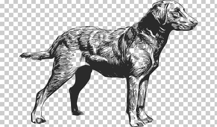 Chesapeake Bay Retriever Labrador Retriever Golden Retriever Scottish Deerhound PNG, Clipart, Carnivoran, Chesapeake Bay , Chesapeake Cliparts, Dog, Dog Breed Free PNG Download