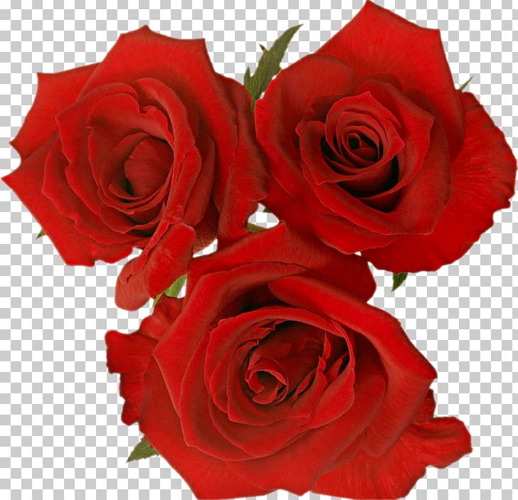 Garden Roses Rosa Gallica Flower PNG, Clipart, Cut Flowers, Download, Floral Design, Floribunda, Floristry Free PNG Download