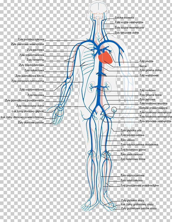 Vein Human Body Circulatory System Artery Anatomy PNG, Clipart, Abdomen, Anatomy, Arm, Artery, Blood Free PNG Download