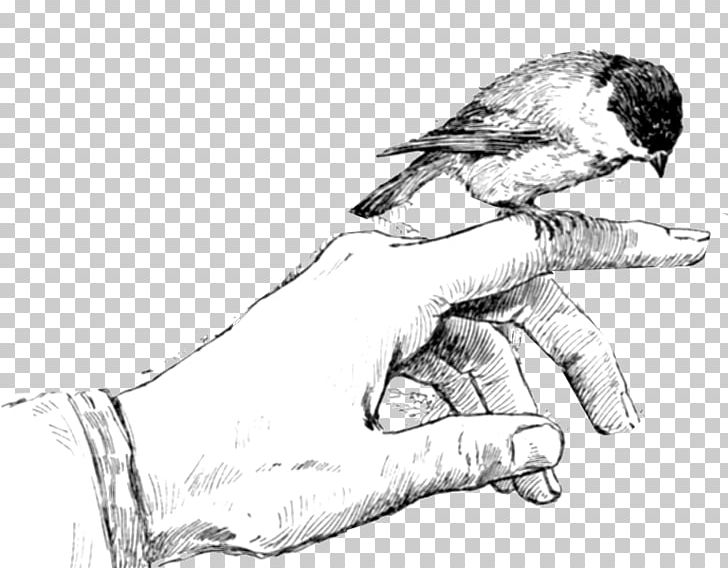 Beak Thumb Drawing Sketch PNG, Clipart, Animals, Arm, Art, Artwork, Beak Free PNG Download