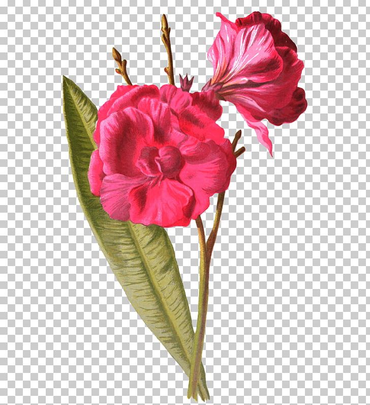 Garden Roses Cut Flowers Carnation Centifolia Roses PNG, Clipart, Artificial Flower, Centifolia Roses, Flower, Flowering Plant, Herbaceous Plant Free PNG Download
