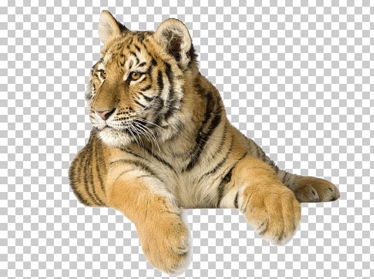 White Tiger Stock Photography Desktop Siberian Tiger Roar PNG, Clipart, Animal, Animals, Aslan, Big Cats, Black Tiger Free PNG Download