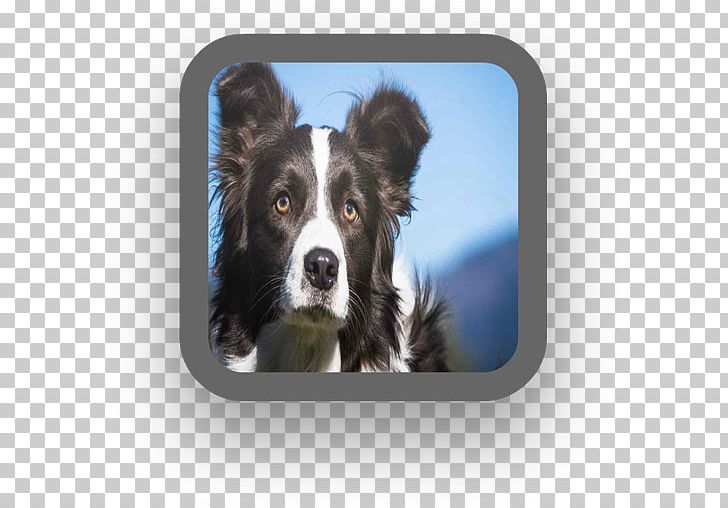 Border Collie Rough Collie Dog Breed Companion Dog PNG, Clipart, Android, Border Collie, Breed, Carnivoran, Collie Free PNG Download