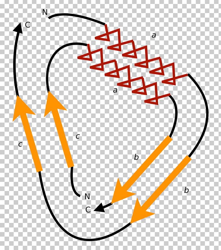 Circular Permutation In Proteins Cyclic Permutation Green Fluorescent ...