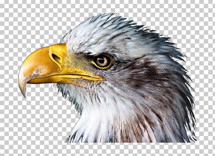 United States Photography Nikon COOLPIX B500 PNG, Clipart, Accipitriformes, Bald Eagle, Beak, Bird, Bird Of Prey Free PNG Download