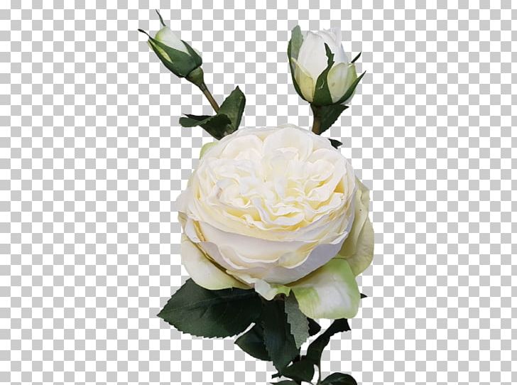 Garden Roses Cabbage Rose Cut Flowers Flower Bouquet PNG, Clipart, Artificial Flower, Austin Hope Winery, Bud, Cut Flowers, David Ch Austin Free PNG Download