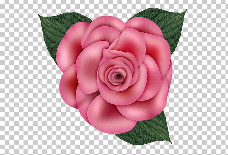 Garden Roses Paper Cabbage Rose PNG, Clipart, Blog, Camellia, Cicek, Cicek Resimleri, Cut Flowers Free PNG Download