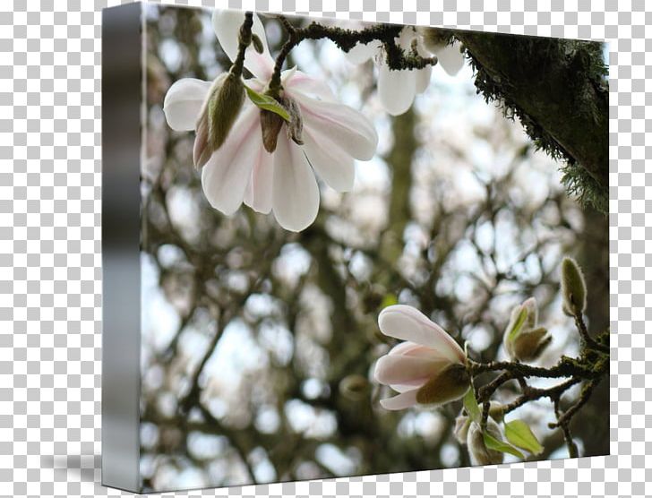 Magnolia Flower Blossom Spring Tree PNG, Clipart, Art, Blossom, Branch, Canvas Print, Cherry Blossom Free PNG Download