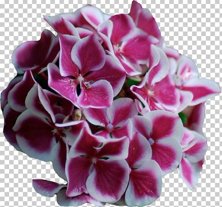 Panicled Hydrangea French Hydrangea Hydrangea Arborescens Flower Blossom PNG, Clipart, Blossom, Cornales, Cut Flowers, Flower, Flowering Plant Free PNG Download