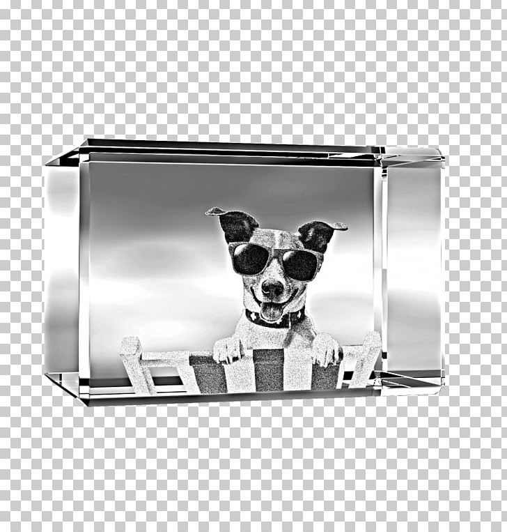 Dog Rectangle Snout PNG, Clipart, Animals, Beach, Dance, Dog, Download Free PNG Download