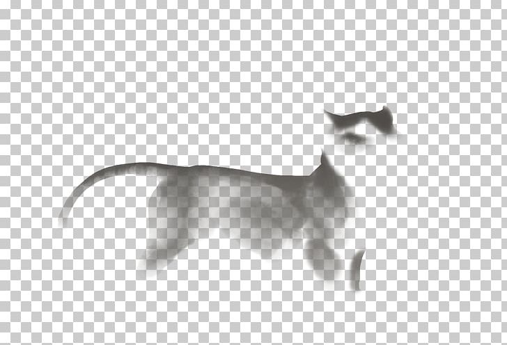 Whiskers Kitten Birth Dog Lion PNG, Clipart, Animals, Birth, Black And White, Canidae, Carnivoran Free PNG Download