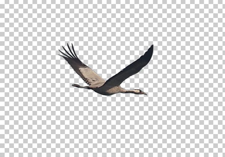Bald Eagle Portable Network Graphics Desktop PNG, Clipart, Accipitriformes, Bald Eagle, Beak, Bird, Bird Of Prey Free PNG Download