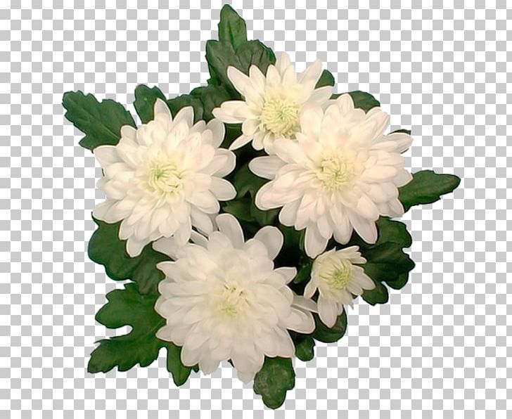 Chrysanthemum Aster Cut Flowers Annual Plant Herbaceous Plant PNG, Clipart, Annual Plant, Aster, Chrysanthemum, Chrysanths, Cut Flowers Free PNG Download