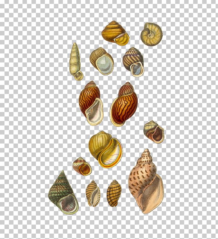 Conchology Seashell Cockle Collecting United Kingdom PNG, Clipart, Antique, Brass, Clams Oysters Mussels And Scallops, Cockle, Collecting Free PNG Download