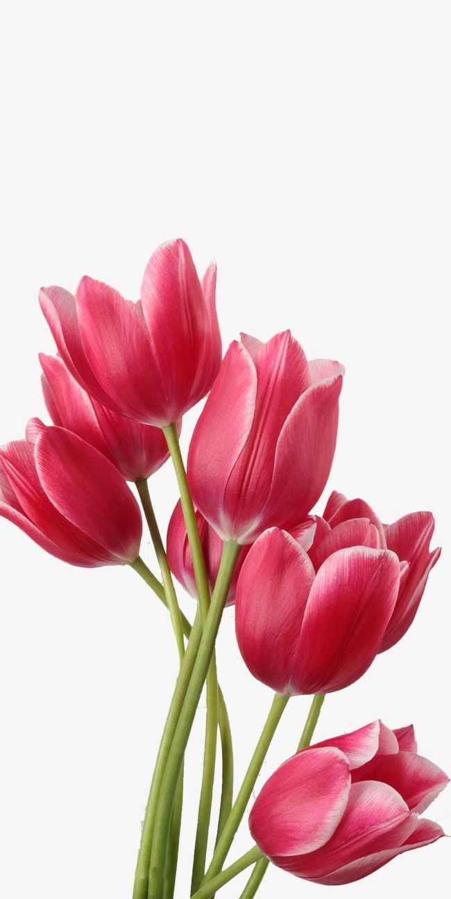 Tulip PNG, Clipart, Tulip, Tulip Clipart Free PNG Download