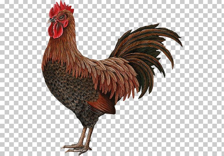 Wall Decal Rooster Sticker PNG, Clipart, About, Beak, Bird, Chicken, Decal Free PNG Download