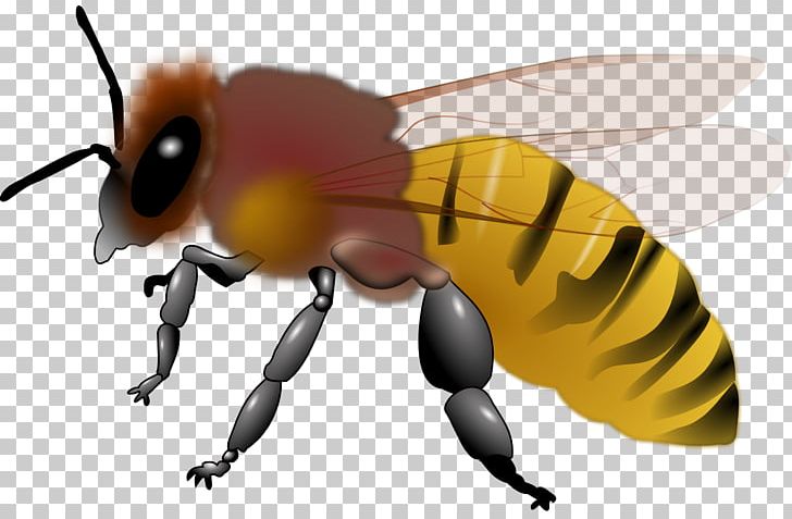 Honey Bee Insect PNG, Clipart, Arthropod, Bee, Beehive, Bee Sting, Bumblebee Free PNG Download