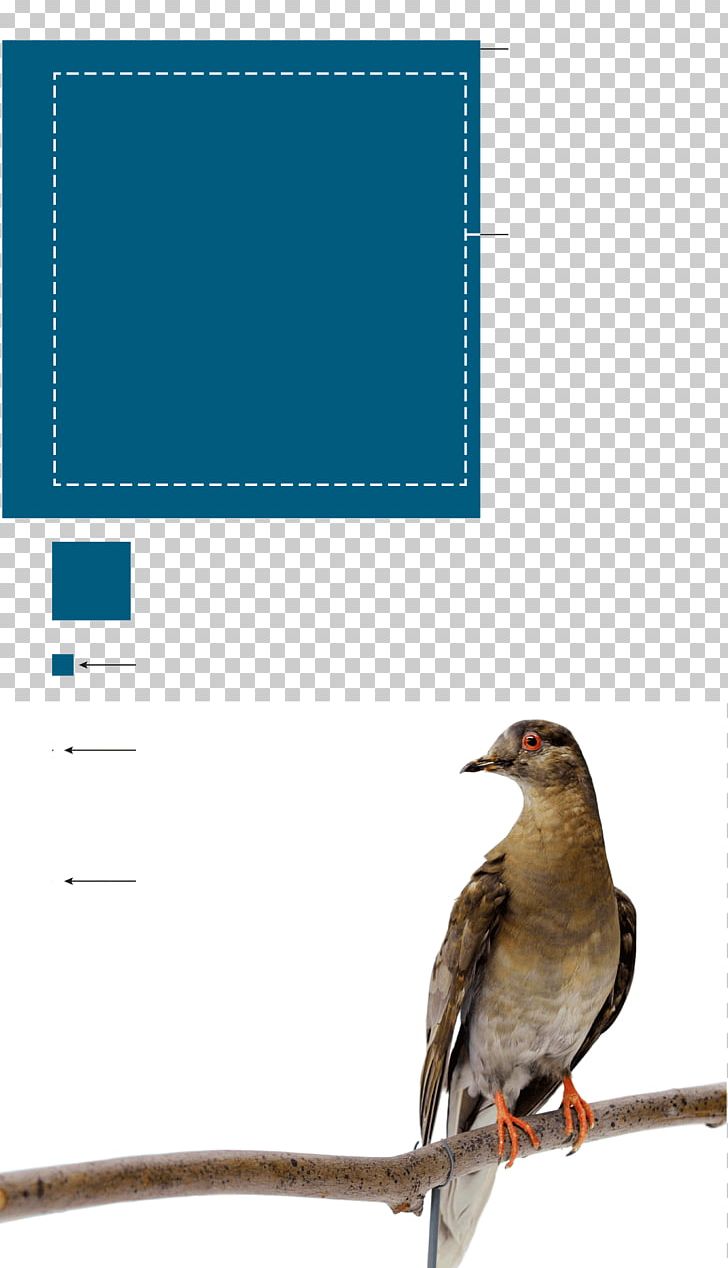 Bird Conservation New York City Essay Finch PNG, Clipart, Animal, Animals, Beak, Bird, Bird Conservation Free PNG Download