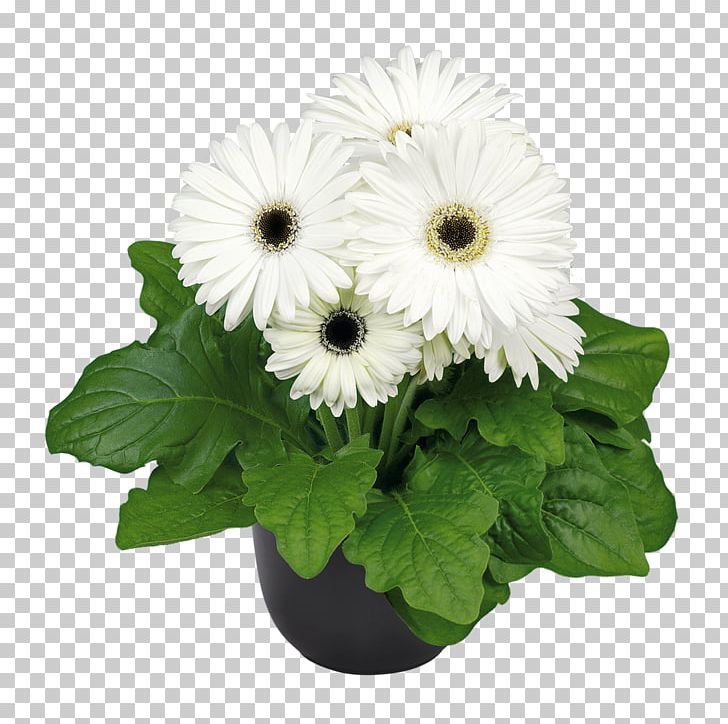 Cut Flowers Plant Gerbera Jamesonii Floristry PNG, Clipart, Annual Plant, Chrysanthemum, Chrysanths, Cut Flowers, Daisy Free PNG Download