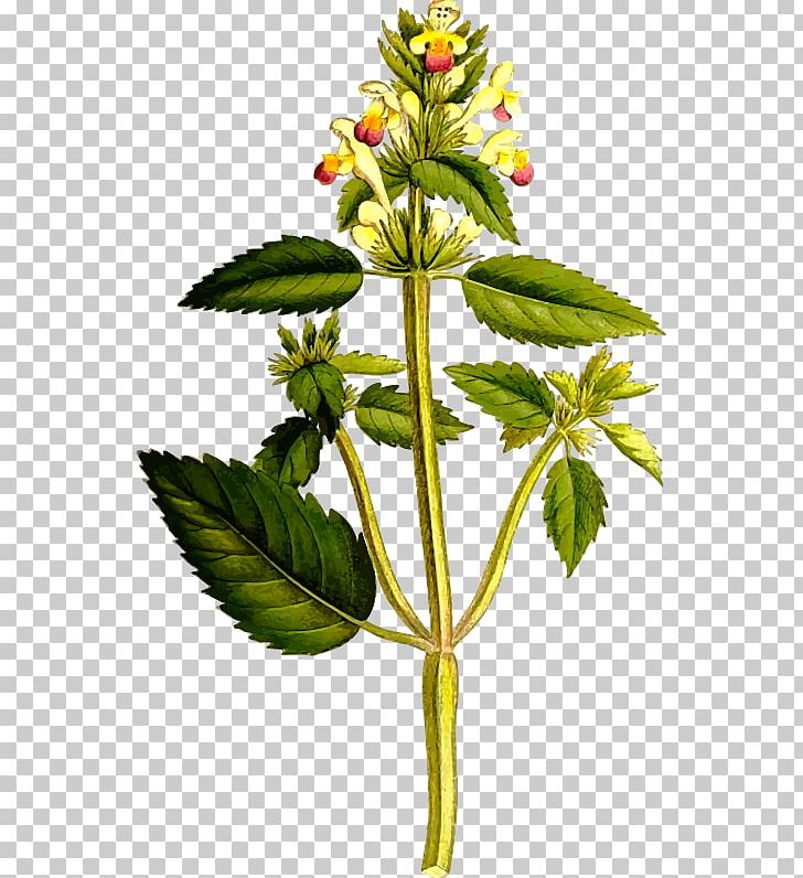 Galeopsis Speciosa Common Nettle Galeopsis Segetum Lamiaceae Galeopsis Tetrahit PNG, Clipart, Botanical Illustration, Botany, Common Nettle, Flower, Flowering Plant Free PNG Download