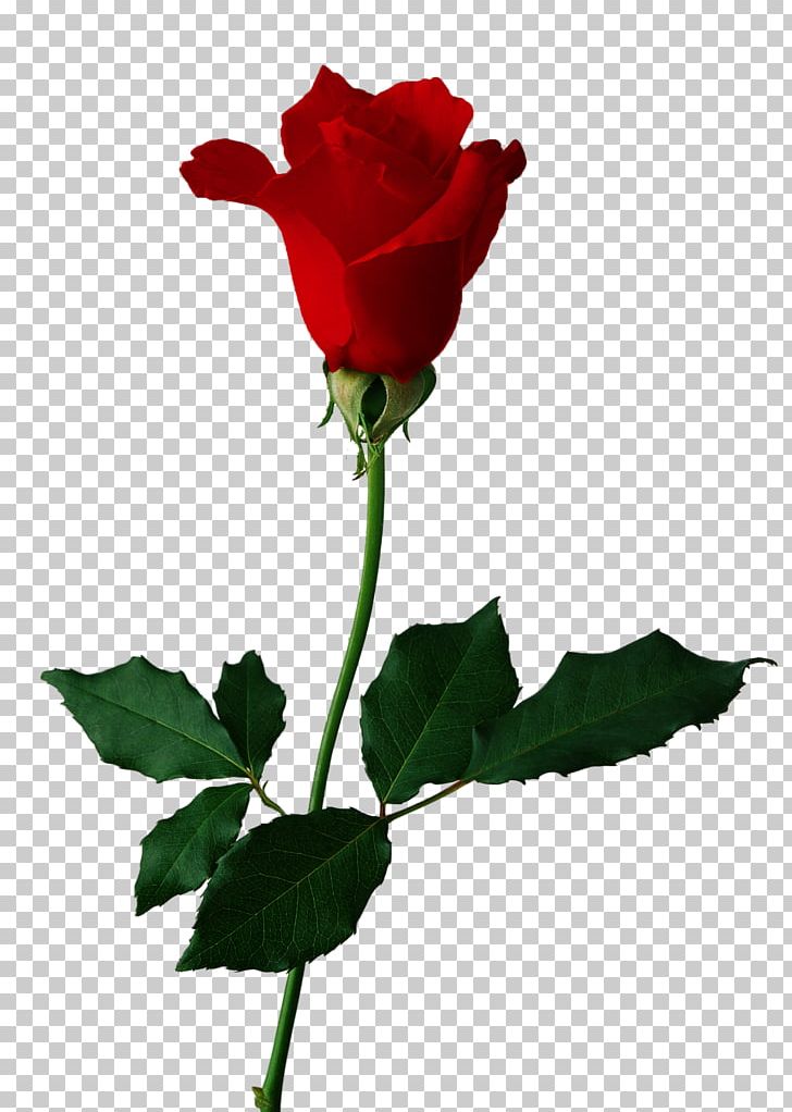 Rose Flower PNG, Clipart, Black Rose, Bud, China Rose, Clip Art, Cut Flowers Free PNG Download