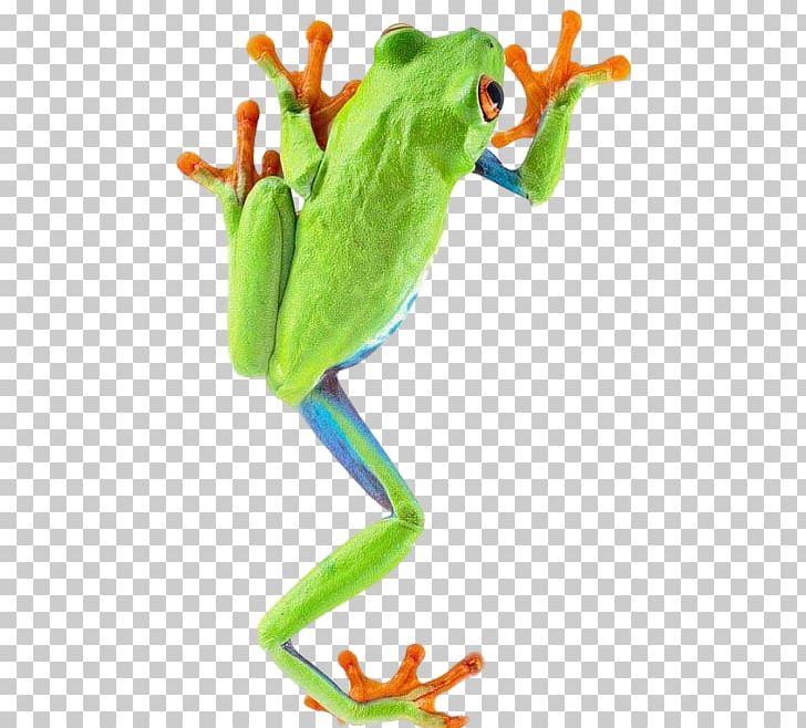 The Tree Frog Amphibian Red-eyed Tree Frog PNG, Clipart, American Green Tree Frog, Animal Figure, Animals, Australian Green Tree Frog, Blue Poison Dart Frog Free PNG Download