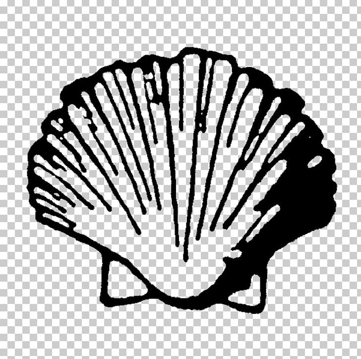 Scallop PNG, Clipart, Animals, Artwork, Black And White, Conch, Desktop Wallpaper Free PNG Download