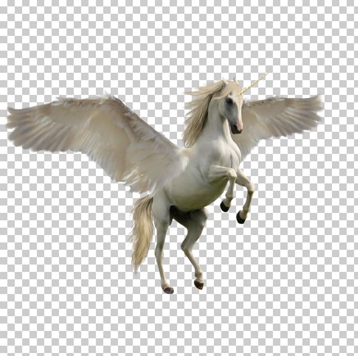 Unicorn PNG, Clipart, Beak, Clip Art, Computer Graphics, Crane Like Bird, Desktop Wallpaper Free PNG Download